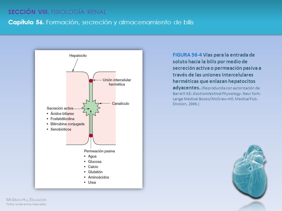 FIGURA 56-4 Vías para la entrada de soluto hacia la bilis por medio de secreción activa o permeación pasiva a través de las uniones intercelulares herméticas que enlazan hepatocitos adyacentes.