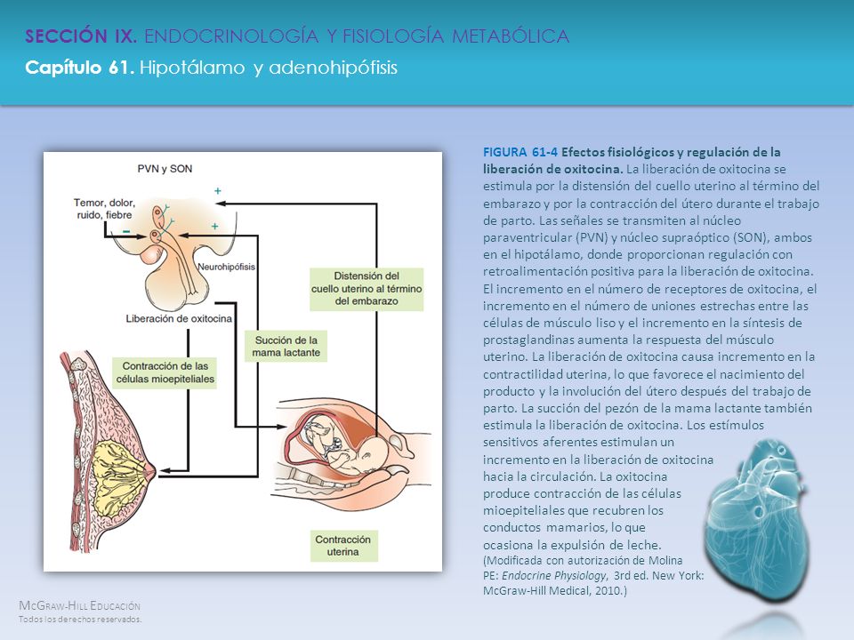 FIGURA 61-4 Efectos fisiológicos y regulación de la liberación de oxitocina.
