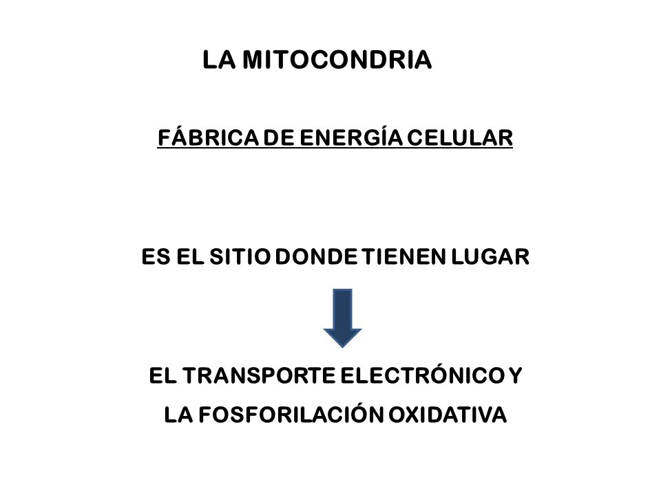 FÁBRICA DE ENERGÍA CELULAR ES EL SITIO DONDE TIENEN LUGAR