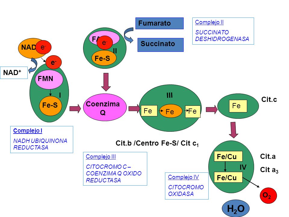 H2O Fumarato FAD e- Succinato NADH e- II Fe-S e- NAD+ FMN I III Cit.c
