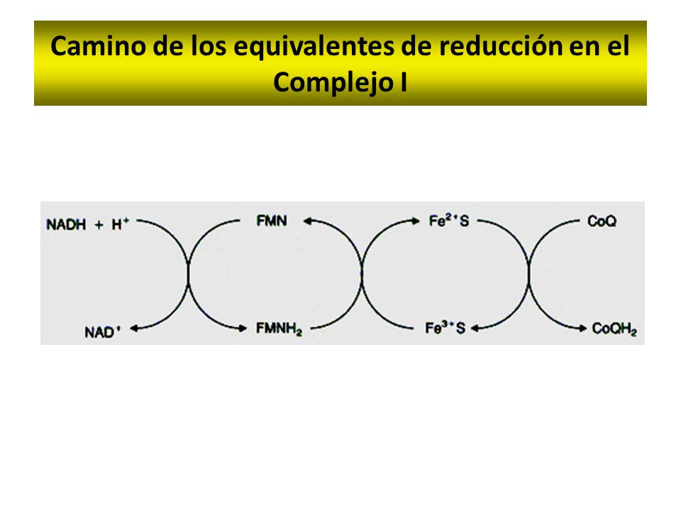 Camino de los equivalentes de reducción en el Complejo I