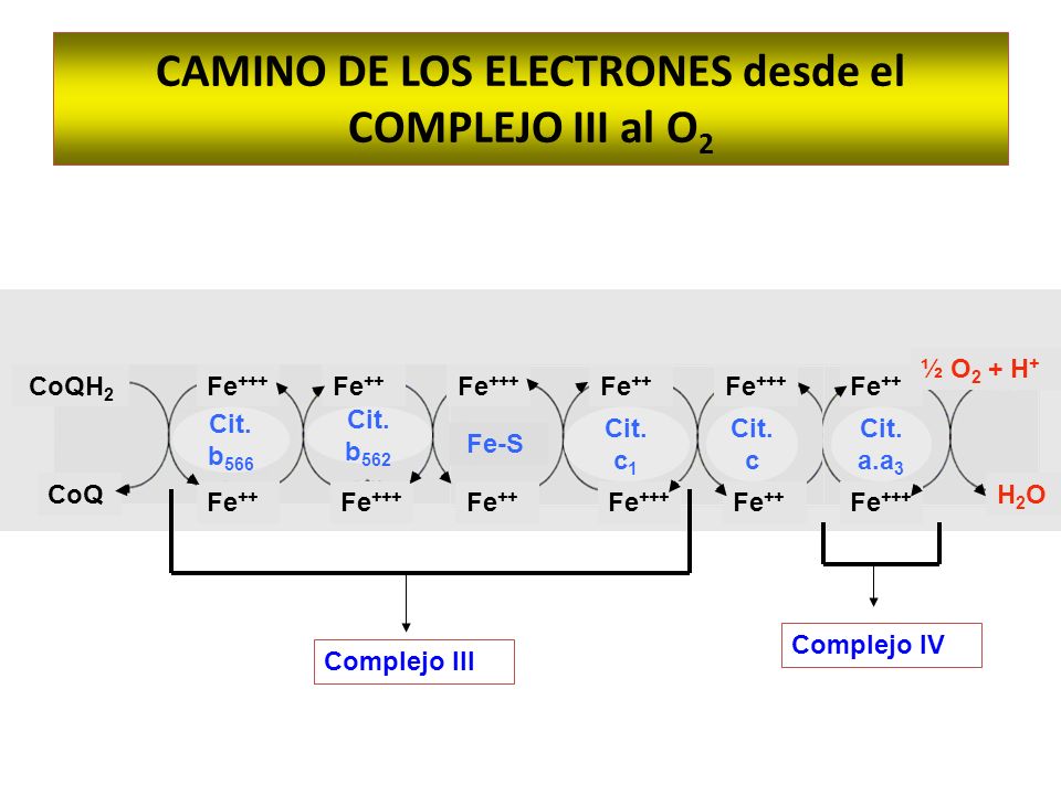 CAMINO DE LOS ELECTRONES desde el COMPLEJO III al O2