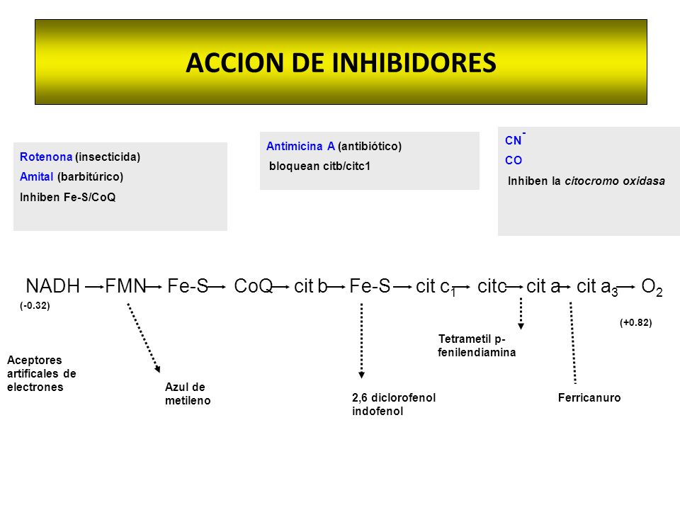 ACCION DE INHIBIDORES CN- CO. Inhiben la citocromo oxidasa. Antimicina A (antibiótico) bloquean citb/citc1.