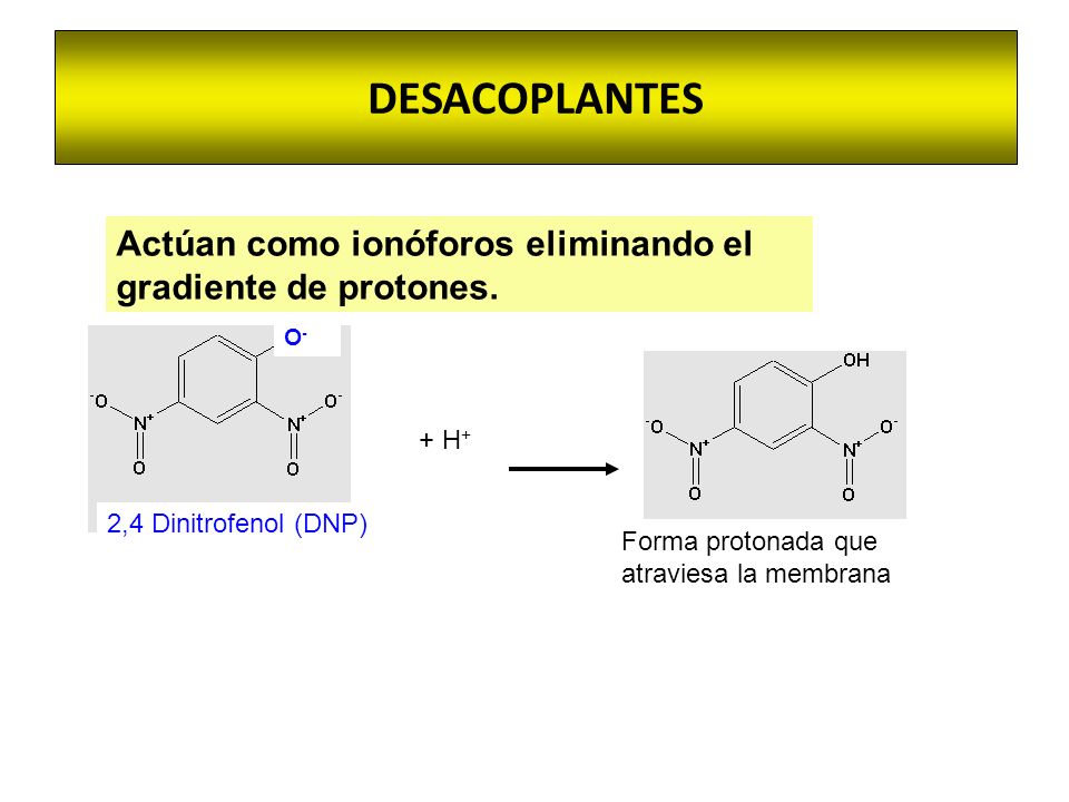 DESACOPLANTES Actúan como ionóforos eliminando el gradiente de protones. O- 2,4 Dinitrofenol (DNP)