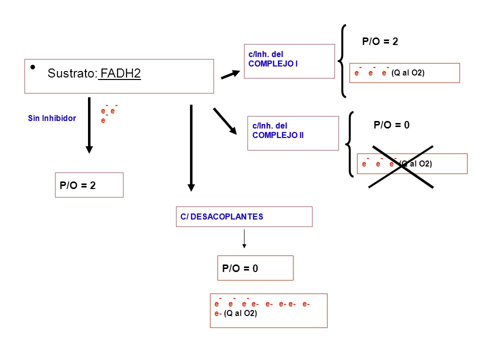 Sustrato: FADH2 P/O = 2 P/O = 0 P/O = 2 P/O = 0 c/Inh. del COMPLEJO I