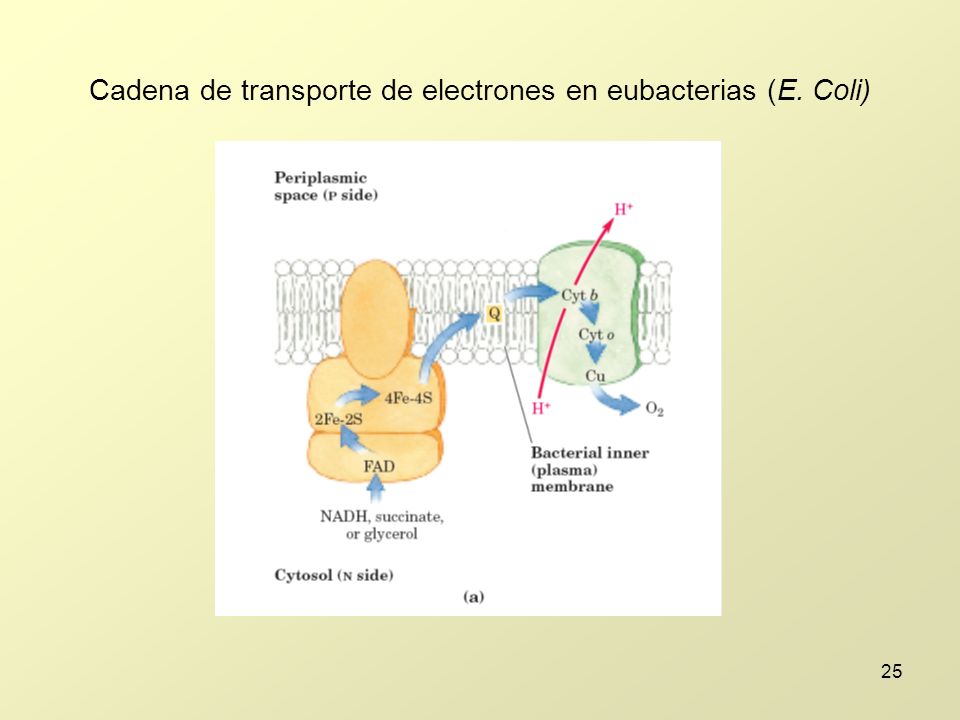 Cadena de transporte de electrones en eubacterias (E. Coli)