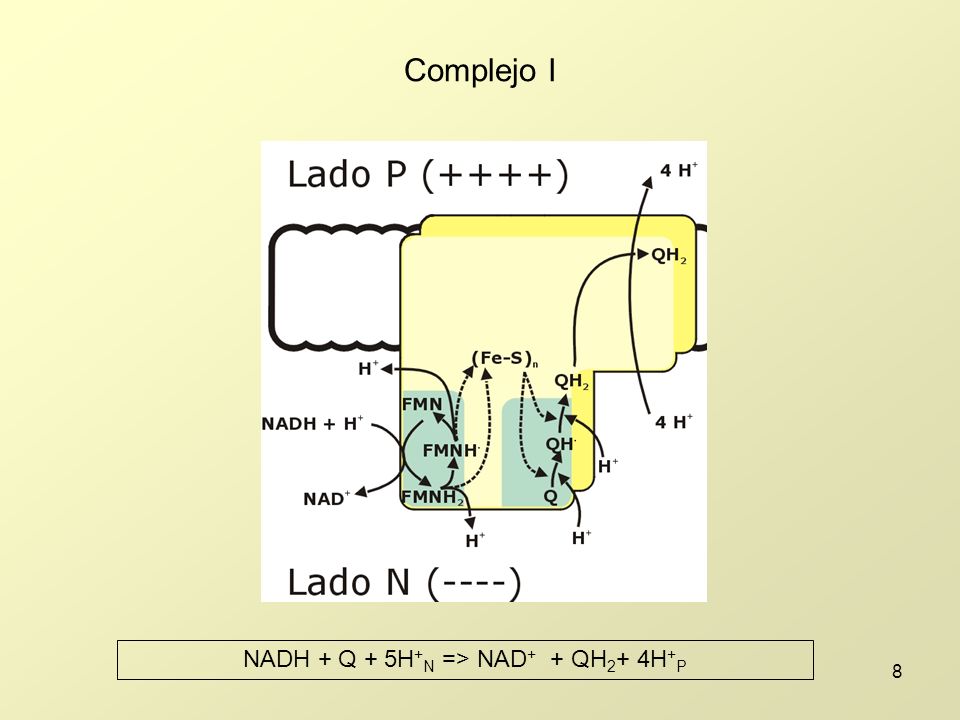 NADH + Q + 5H+N => NAD+ + QH2+ 4H+P