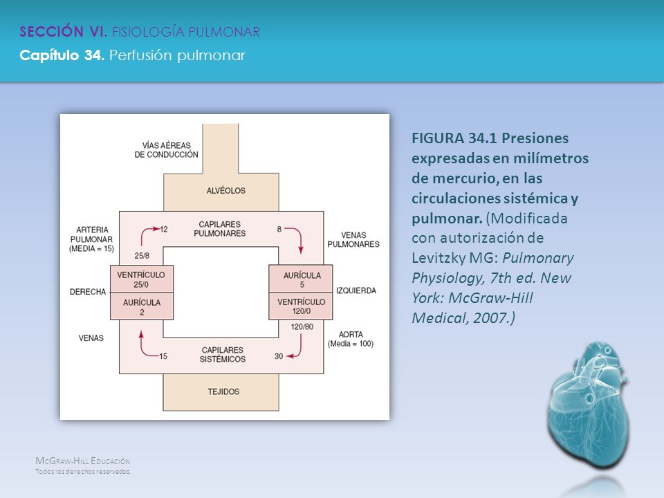 SECCIÓN VI FISIOLOGÍA PULMONAR - Ppt Descargar