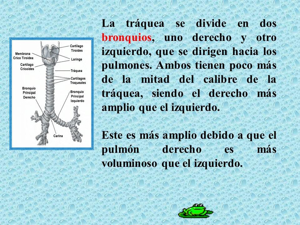 La tráquea se divide en dos bronquios, uno derecho y otro izquierdo, que se dirigen hacia los pulmones. Ambos tienen poco más de la mitad del calibre de la tráquea, siendo el derecho más amplio que el izquierdo.