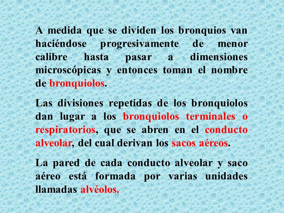 A medida que se dividen los bronquios van haciéndose progresivamente de menor calibre hasta pasar a dimensiones microscópicas y entonces toman el nombre de bronquiolos.