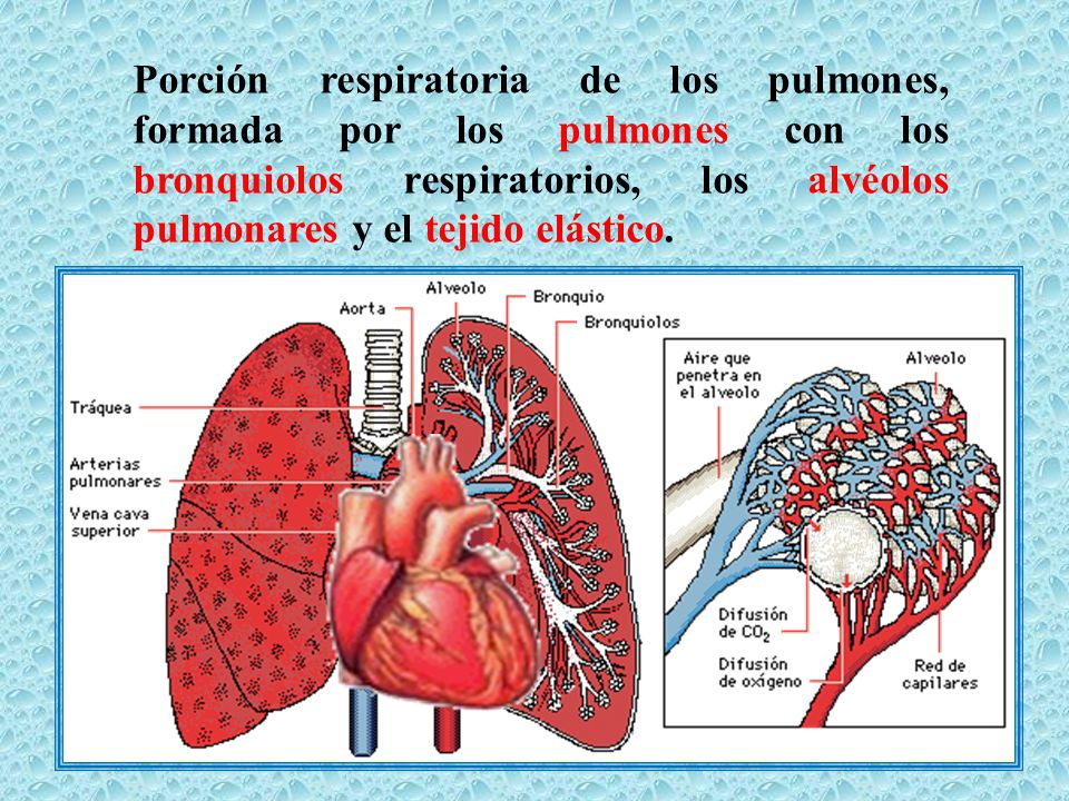 Porción respiratoria de los pulmones, formada por los pulmones con los bronquiolos respiratorios, los alvéolos pulmonares y el tejido elástico.