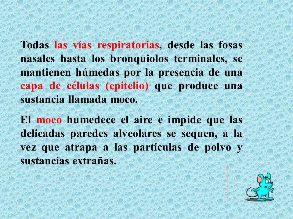 Todas las vías respiratorias, desde las fosas nasales hasta los bronquiolos terminales, se mantienen húmedas por la presencia de una capa de células (epitelio) que produce una sustancia llamada moco.