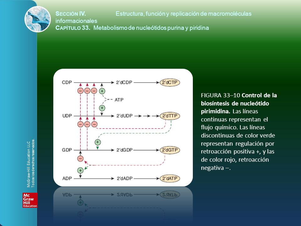 FIGURA 33–10 Control de la biosíntesis de nucleótido