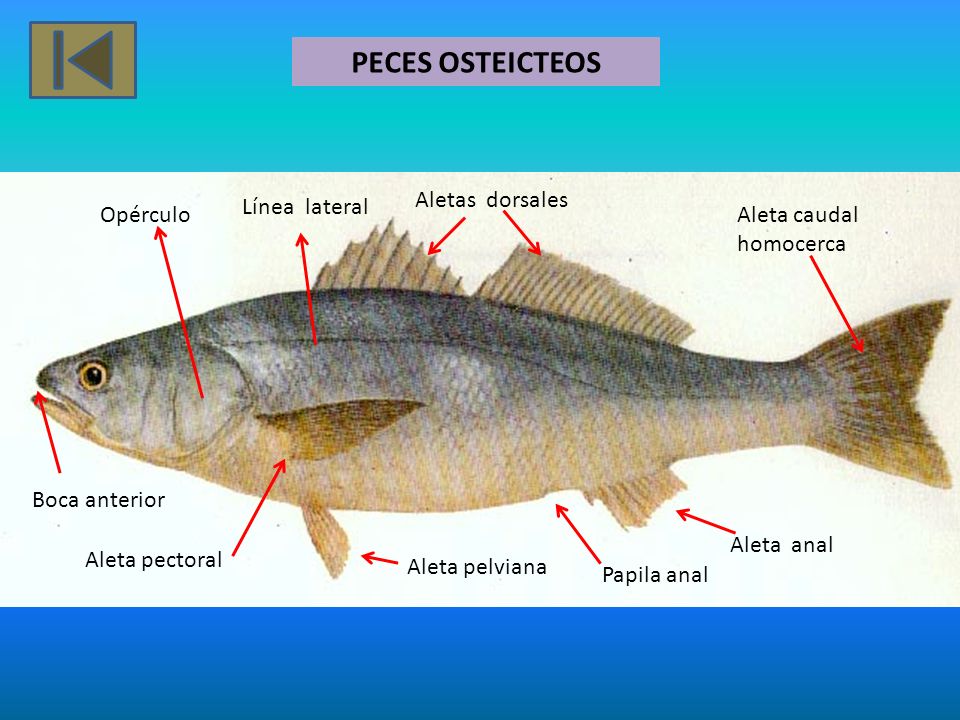 PECES OSTEICTEOS Aletas dorsales Línea lateral Opérculo Aleta caudal