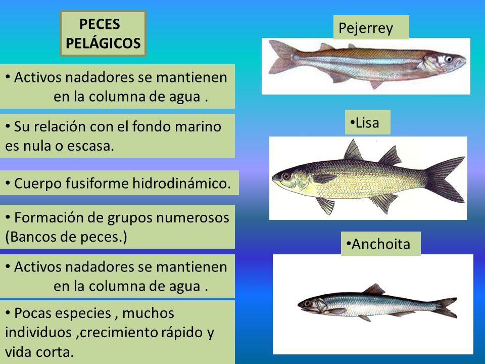PECES PELÁGICOS. Pejerrey. Activos nadadores se mantienen en la columna de agua . Lisa. Su relación con el fondo marino es nula o escasa.