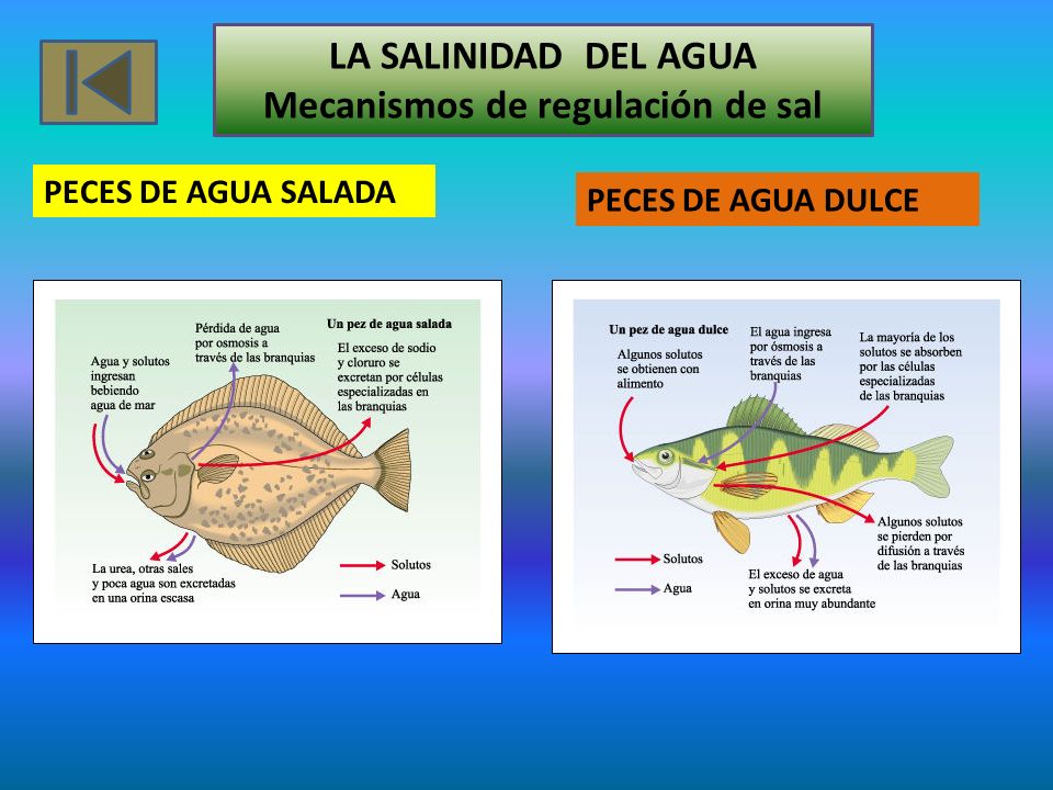 Peces Ppt Video Online Descargar