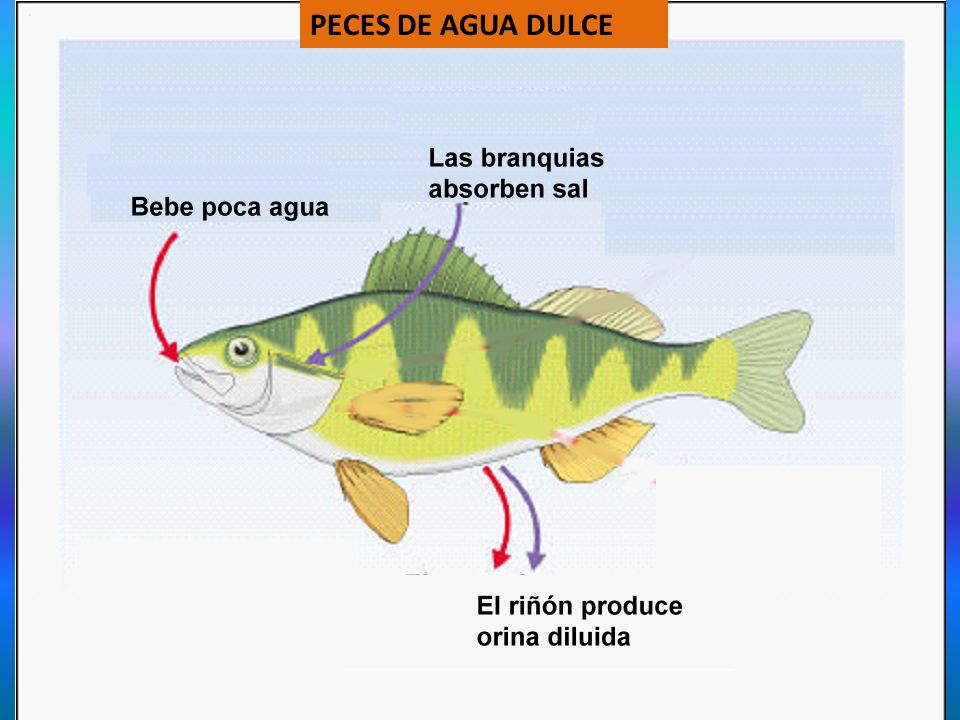 Peces Ppt Video Online Descargar