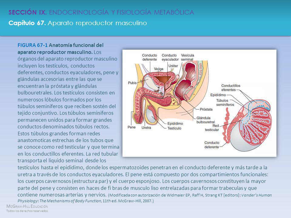 FIGURA 67-1 Anatomía funcional del aparato reproductor masculino