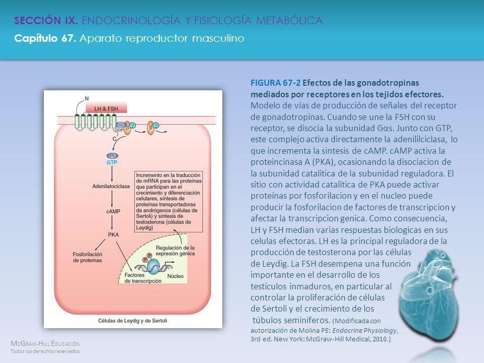 FIGURA 67-2 Efectos de las gonadotropinas mediados por receptores en los tejidos efectores.
