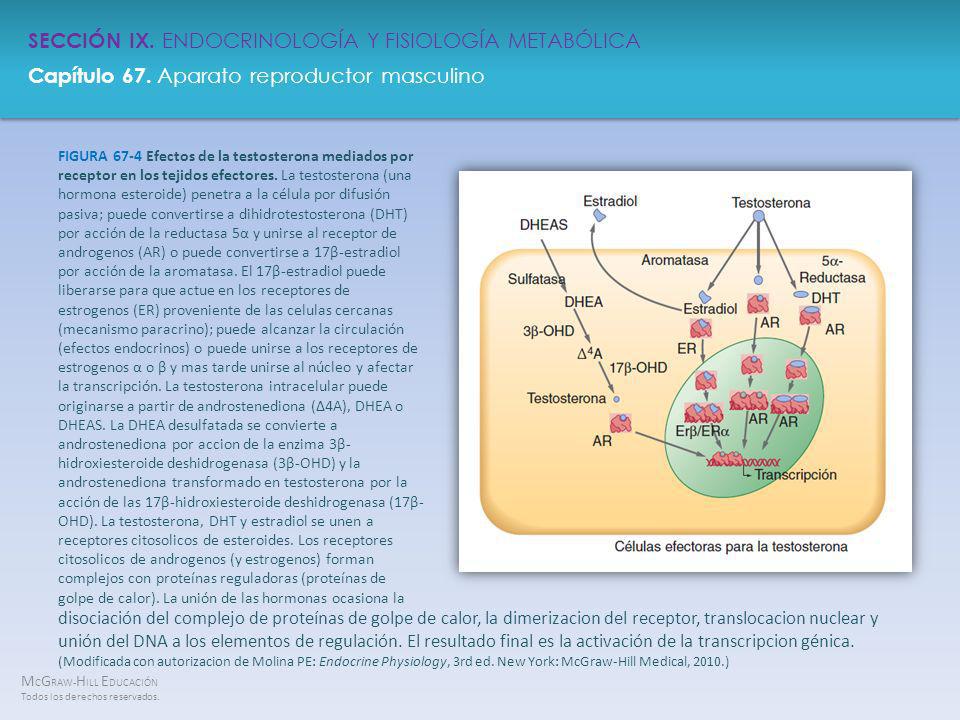 FIGURA 67-4 Efectos de la testosterona mediados por receptor en los tejidos efectores. La testosterona (una hormona esteroide) penetra a la célula por difusión pasiva; puede convertirse a dihidrotestosterona (DHT) por acción de la reductasa 5α y unirse al receptor de androgenos (AR) o puede convertirse a 17β-estradiol por acción de la aromatasa. El 17β-estradiol puede liberarse para que actue en los receptores de estrogenos (ER) proveniente de las celulas cercanas (mecanismo paracrino); puede alcanzar la circulación (efectos endocrinos) o puede unirse a los receptores de estrogenos α o β y mas tarde unirse al núcleo y afectar la transcripción. La testosterona intracelular puede originarse a partir de androstenediona (Δ4A), DHEA o DHEAS. La DHEA desulfatada se convierte a androstenediona por accion de la enzima 3β-hidroxiesteroide deshidrogenasa (3β-OHD) y la androstenediona transformado en testosterona por la acción de las 17β-hidroxiesteroide deshidrogenasa (17β-OHD). La testosterona, DHT y estradiol se unen a receptores citosolicos de esteroides. Los receptores citosolicos de androgenos (y estrogenos) forman complejos con proteínas reguladoras (proteínas de golpe de calor). La unión de las hormonas ocasiona la