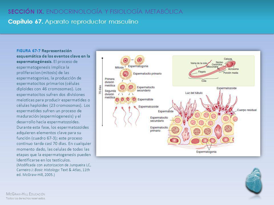 FIGURA 67-7 Representación esquemática de los eventos clave en la espermatogénesis.