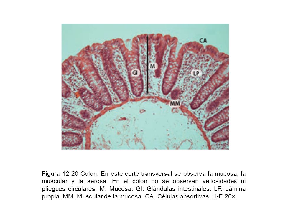 Figura Colon. En este corte transversal se observa la mucosa, la muscular y la serosa.