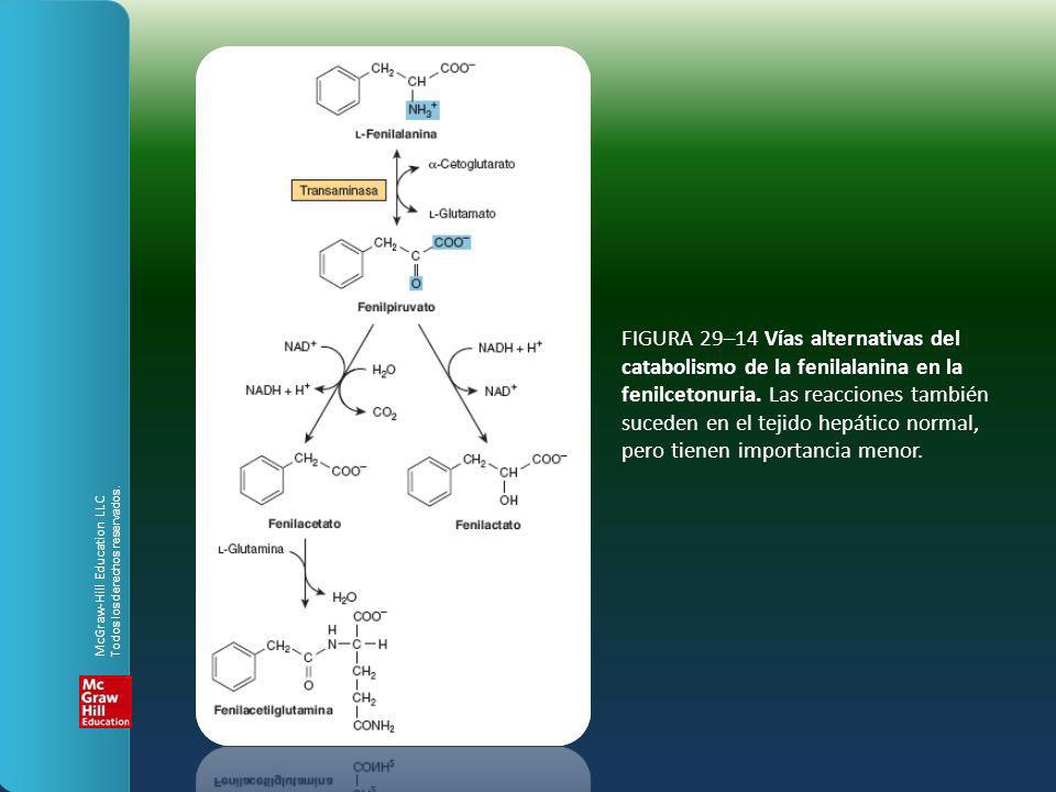 FIGURA 29–14 Vías alternativas del catabolismo de la fenilalanina en la fenilcetonuria. Las reacciones también suceden en el tejido hepático normal, pero tienen importancia menor.