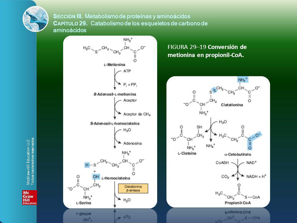 FIGURA 29–19 Conversión de metionina en propionil-CoA.