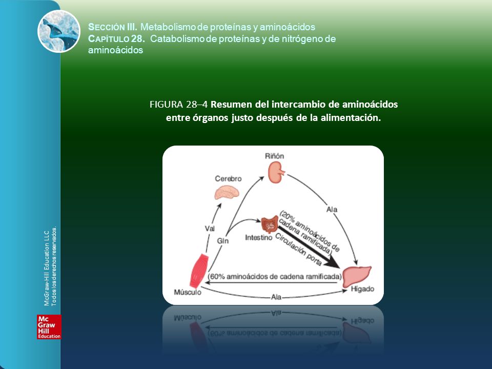 Sección III. Metabolismo de proteínas y aminoácidos