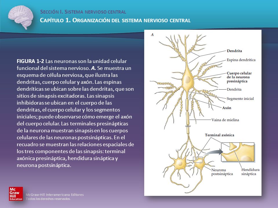 FIGURA 1-2 Las neuronas son la unidad celular funcional del sistema nervioso.