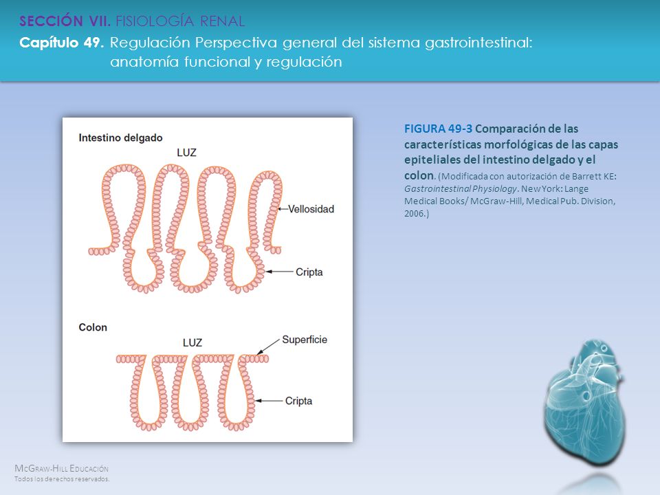 FIGURA 49-3 Comparación de las características morfológicas de las capas epiteliales del intestino delgado y el colon.