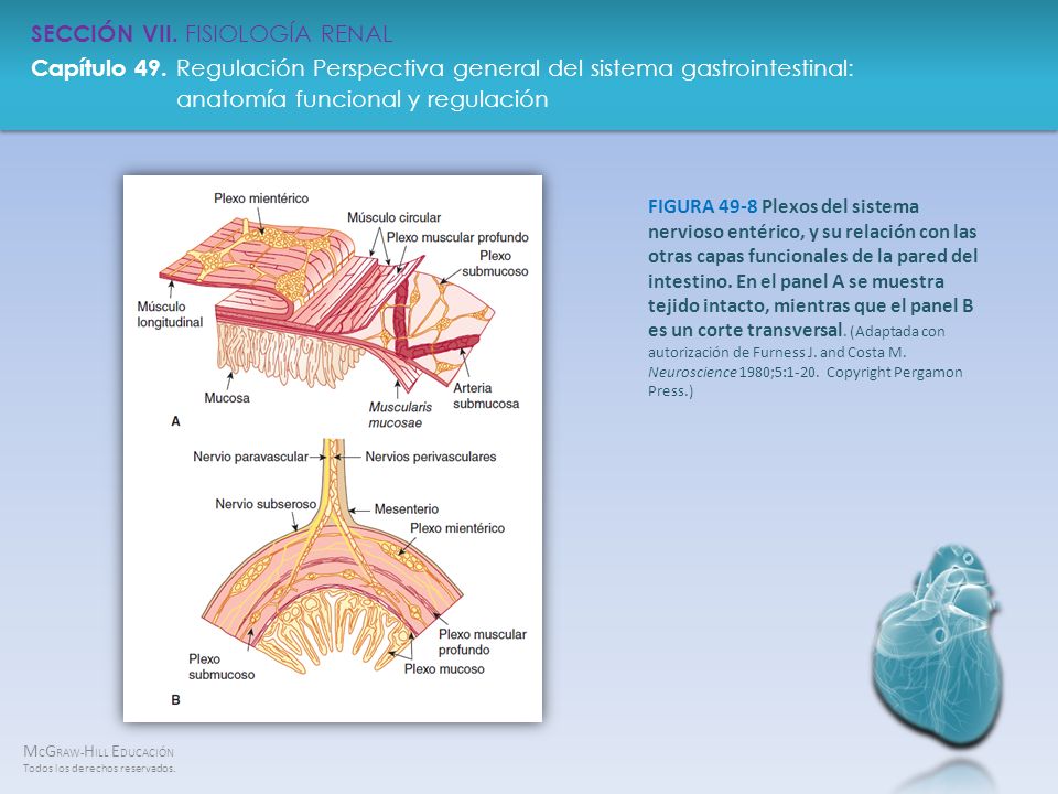 FIGURA 49-8 Plexos del sistema nervioso entérico, y su relación con las otras capas funcionales de la pared del intestino.