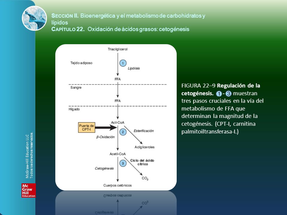 FIGURA 22–9 Regulación de la cetogénesis. - muestran