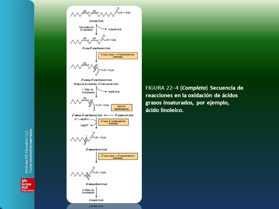 FIGURA 22–4 (Completa) Secuencia de reacciones en la oxidación de ácidos grasos insaturados, por ejemplo, ácido linoleico.