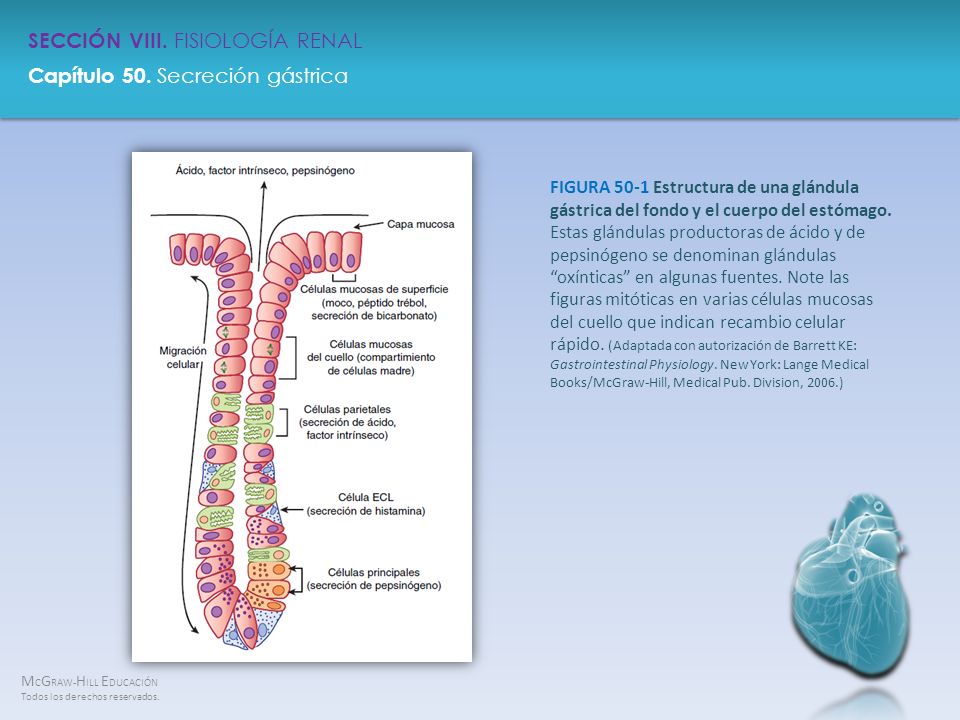 FIGURA 50-1 Estructura de una glándula gástrica del fondo y el cuerpo del estómago.