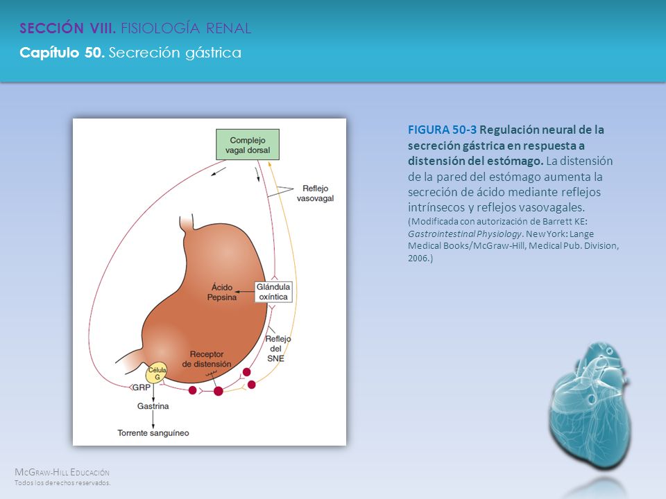 FIGURA 50-3 Regulación neural de la secreción gástrica en respuesta a distensión del estómago.