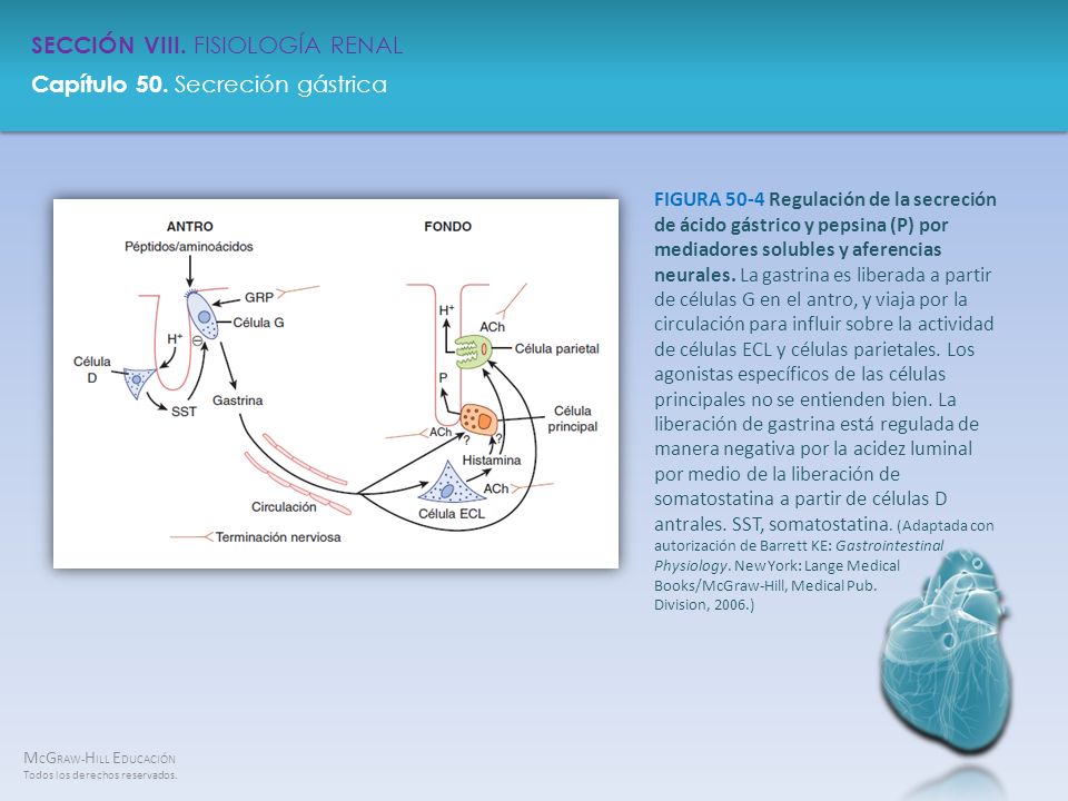 FIGURA 50-4 Regulación de la secreción de ácido gástrico y pepsina (P) por mediadores solubles y aferencias neurales.