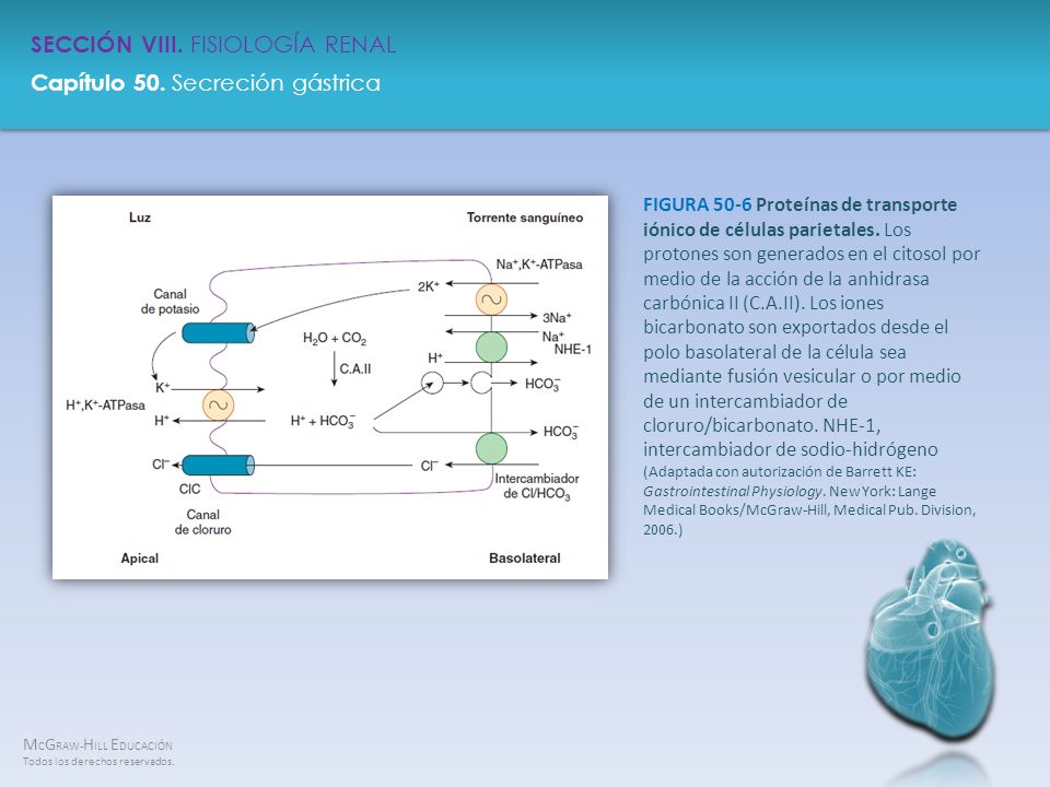 FIGURA 50-6 Proteínas de transporte iónico de células parietales