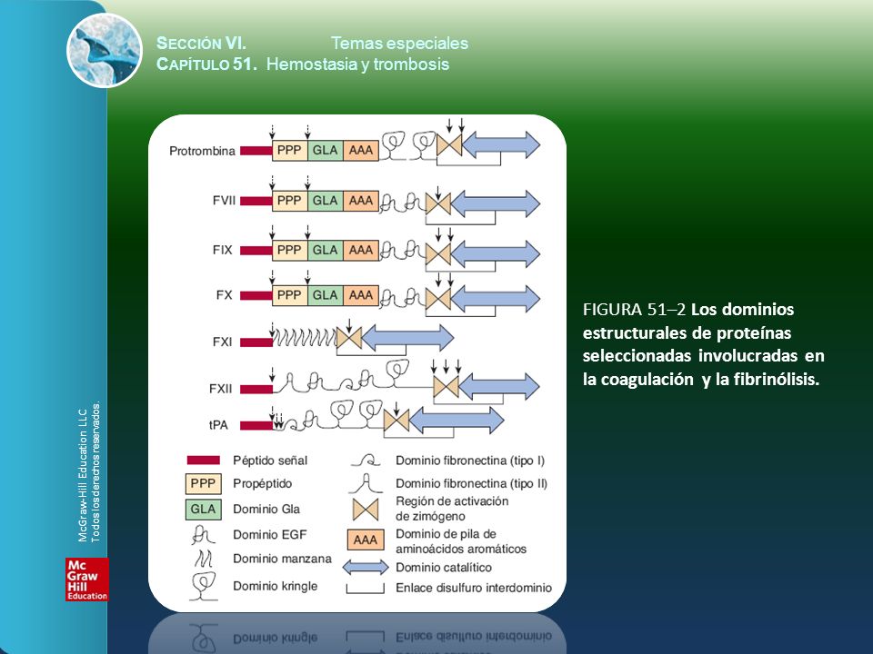 FIGURA 51–2 Los dominios estructurales de proteínas