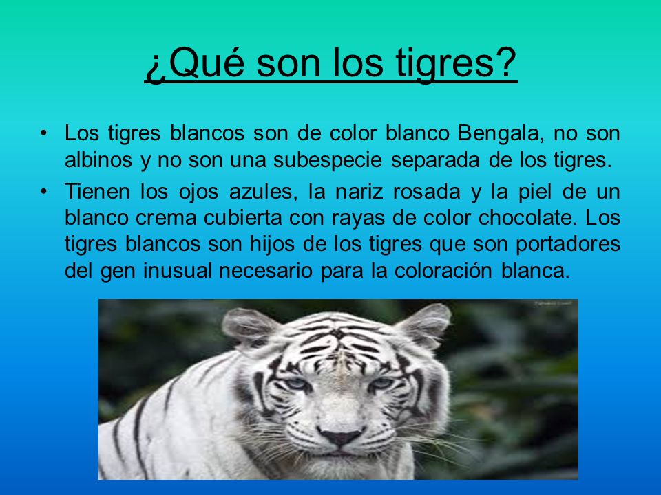 ¿Qué son los tigres Los tigres blancos son de color blanco Bengala, no son albinos y no son una subespecie separada de los tigres.