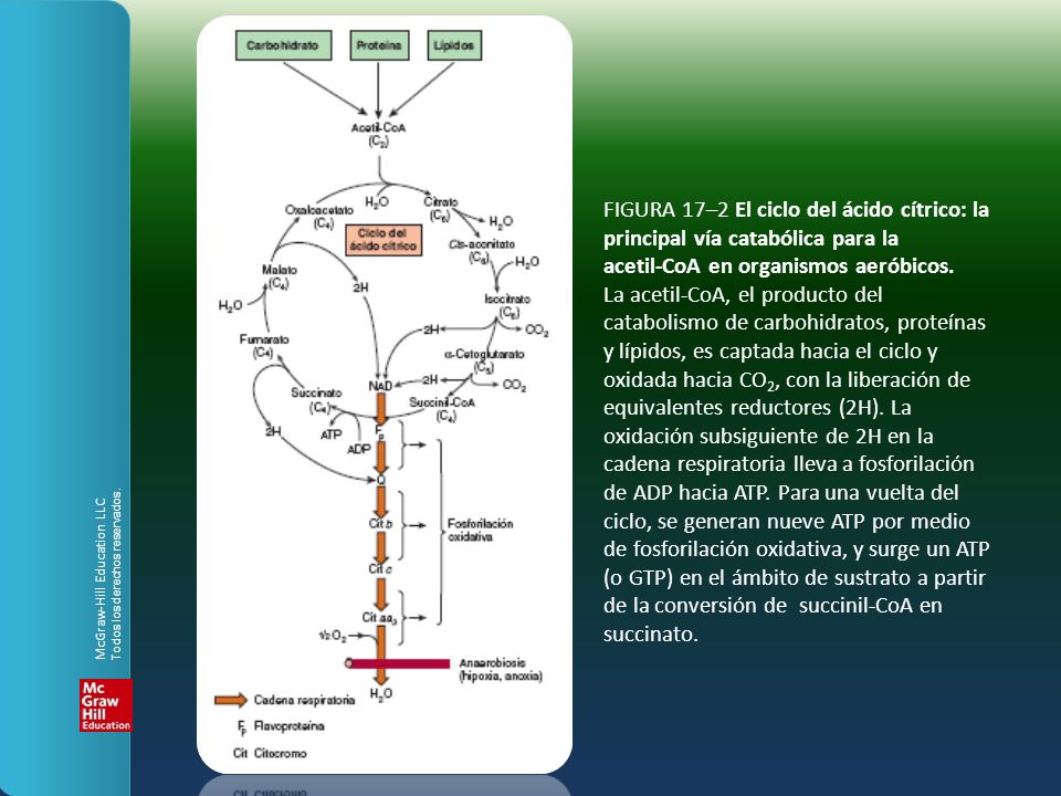FIGURA 17–2 El ciclo del ácido cítrico: la principal vía catabólica para la acetil-CoA en organismos aeróbicos. La acetil-CoA, el producto del catabolismo de carbohidratos, proteínas y lípidos, es captada hacia el ciclo y oxidada hacia CO2, con la liberación de equivalentes reductores (2H). La oxidación subsiguiente de 2H en la cadena respiratoria lleva a fosforilación de ADP hacia ATP. Para una vuelta del ciclo, se generan nueve ATP por medio de fosforilación oxidativa, y surge un ATP (o GTP) en el ámbito de sustrato a partir de la conversión de succinil-CoA en succinato.