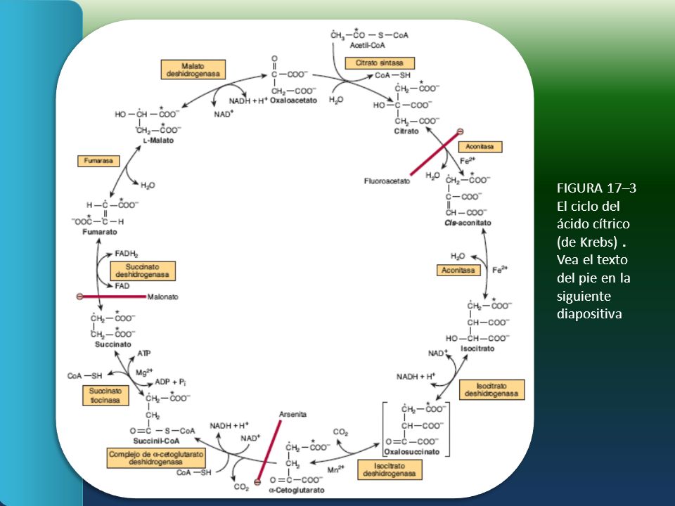 FIGURA 17–3 El ciclo del ácido cítrico (de Krebs)