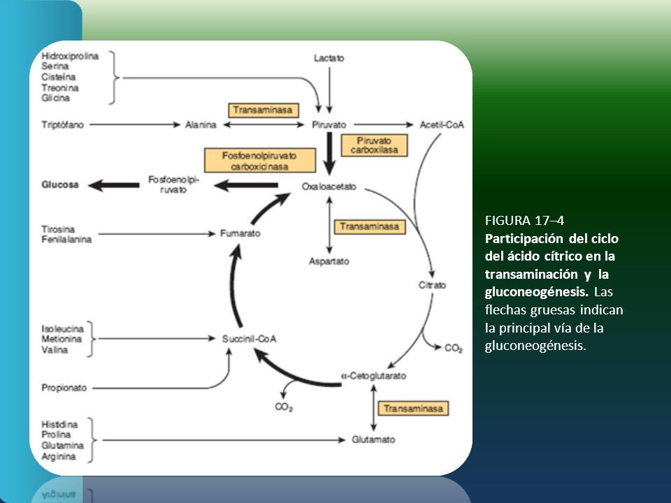 FIGURA 17–4 Participación del ciclo del ácido cítrico en la transaminación y la gluconeogénesis.