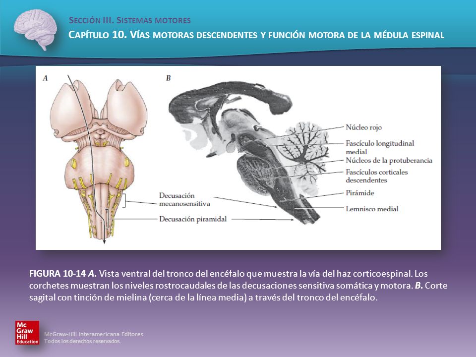 FIGURA A. Vista ventral del tronco del encéfalo que muestra la vía del haz corticoespinal.