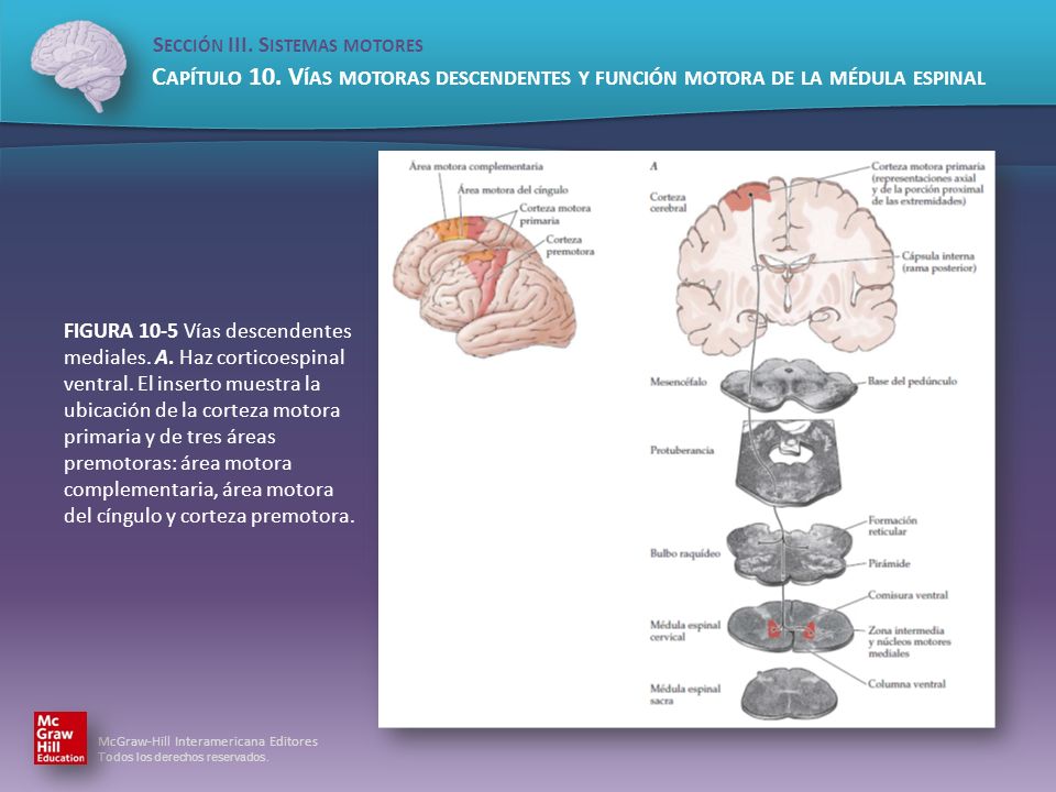 FIGURA 10-5 Vías descendentes mediales. A. Haz corticoespinal ventral