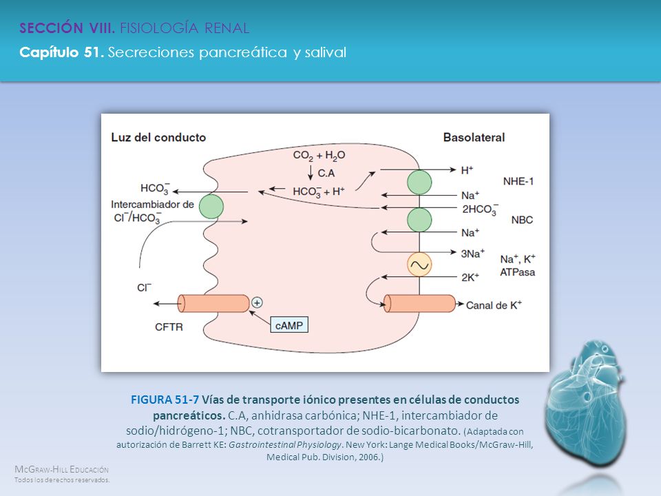 FIGURA 51-7 Vías de transporte iónico presentes en células de conductos pancreáticos.