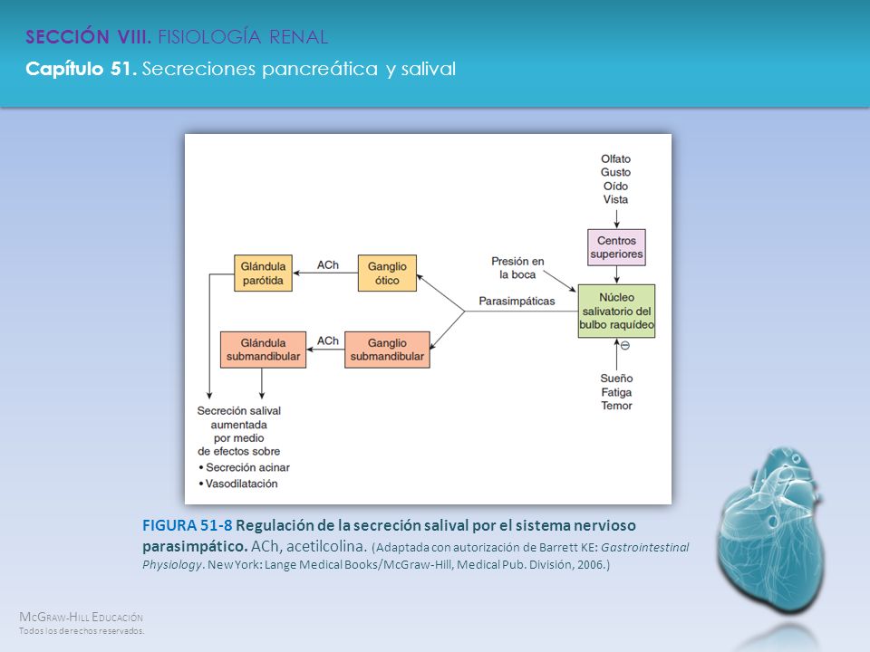 FIGURA 51-8 Regulación de la secreción salival por el sistema nervioso parasimpático.