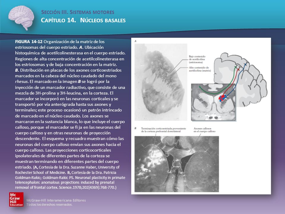 FIGURA Organización de la matriz de los estriosomas del cuerpo estriado.