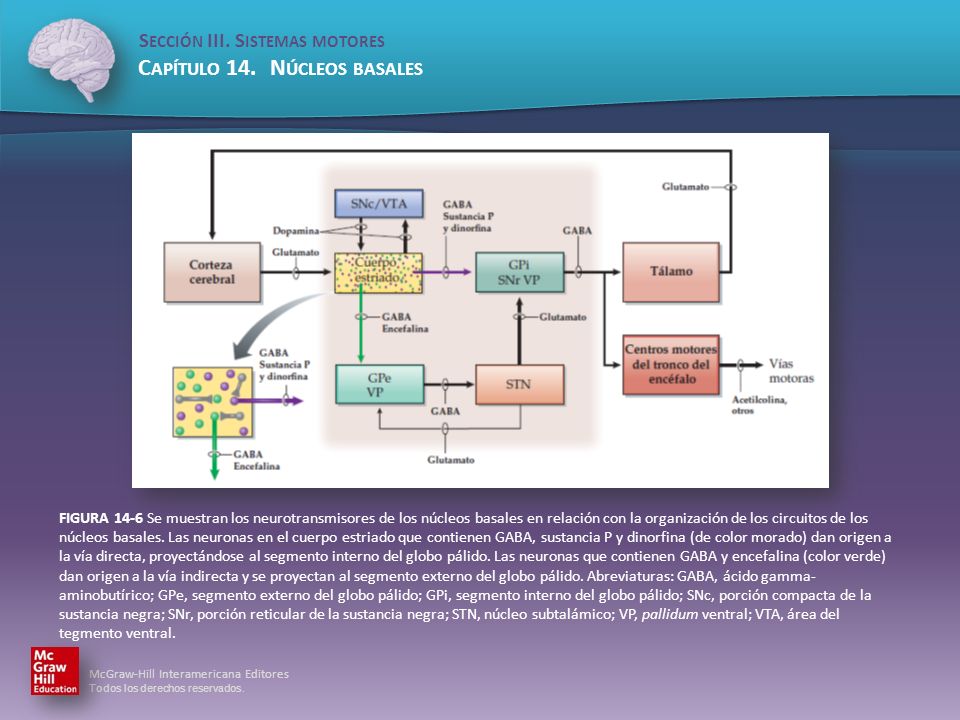 FIGURA 14-6 Se muestran los neurotransmisores de los núcleos basales en relación con la organización de los circuitos de los núcleos basales.