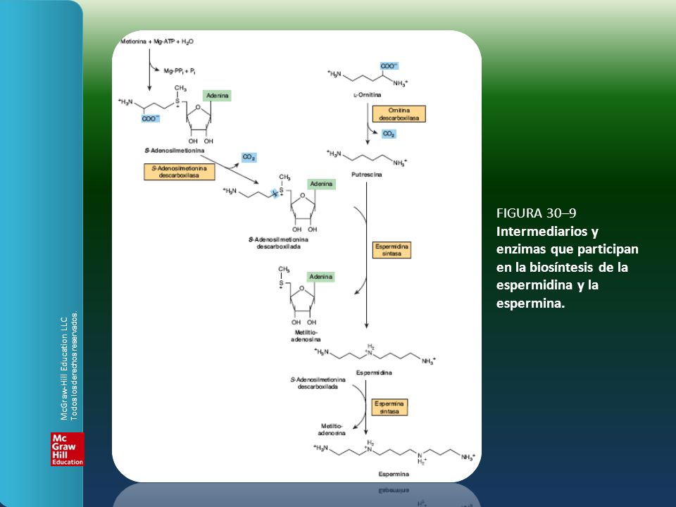 FIGURA 30–9 Intermediarios y enzimas que participan en la biosíntesis de la espermidina y la espermina.